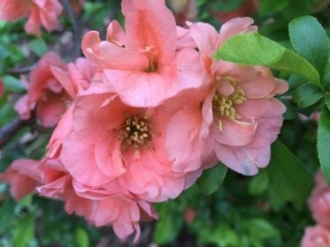 Chaenomeles x superba 'Cameo', Japanese Flowering Quince