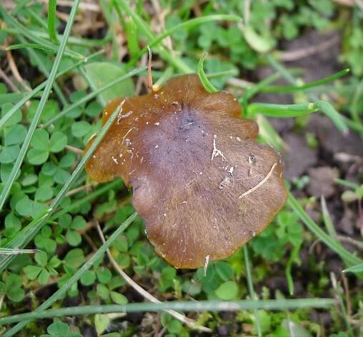 Soubor:Date Waxcap. Hygrocybe spadicea ( fairly plausible) - Flickr - gailhampshire (1).jpg