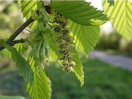 carpinus