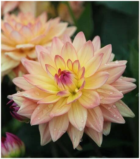 Jiřinka Melody Dora - Dahlia - prodej cibulovin - 1 ks