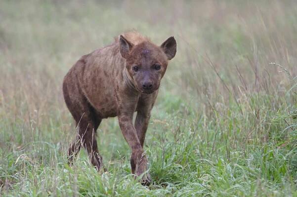 Hyena Skvrnitá V Krugerově Národním Parku · Základová fotografie zdarma