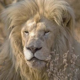 Mandla - Global White Lion Protection Trust