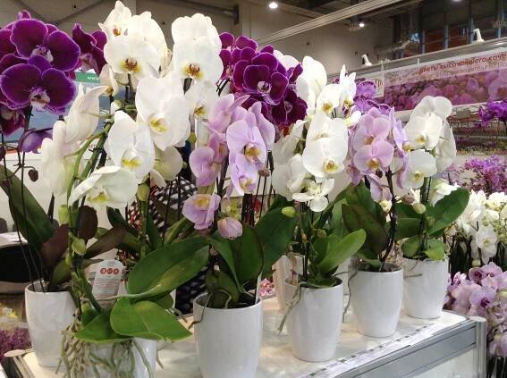 Jak by měl vypadat květináč na orchidej?