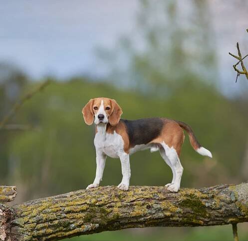 Rasseportrait: Beagle