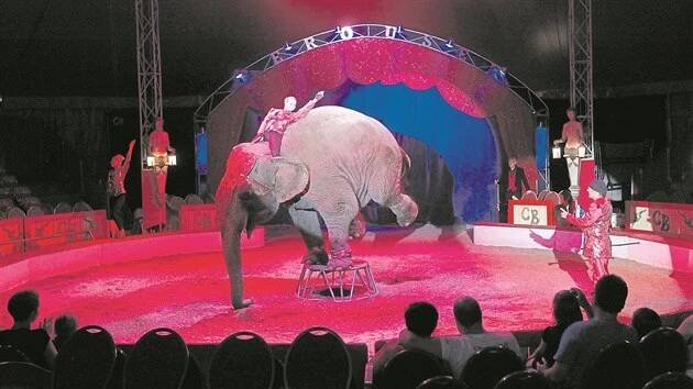Národní cirkus originál Berousek