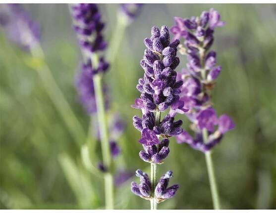 Levandule lékařská (Levandula angustifolia) pr. květináče cca 15 cm