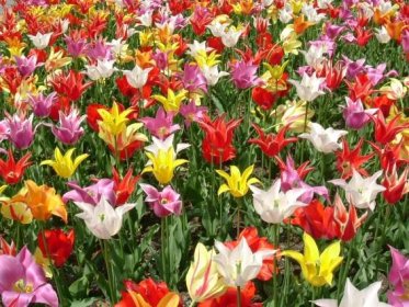 Soubor:Lily flowered tulip.jpg – Wikipedie