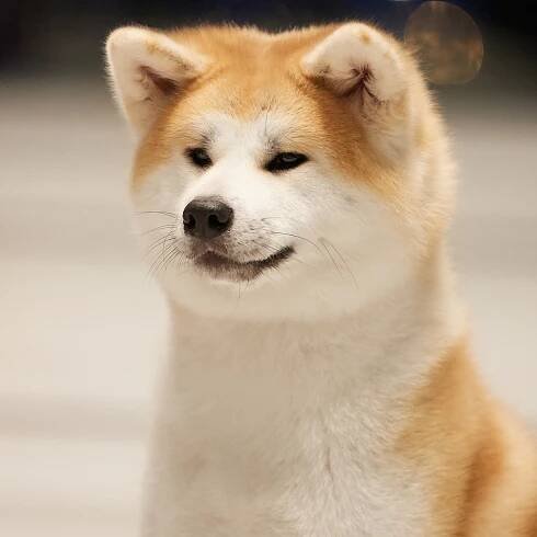 GRADUATES OF THE KENNEL. SHIOMARU Shiba and Akita Inu Kennel