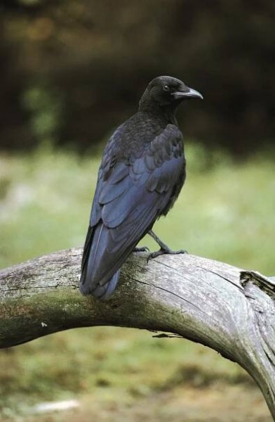 Juvenile Carrion Crow perched on a branch.