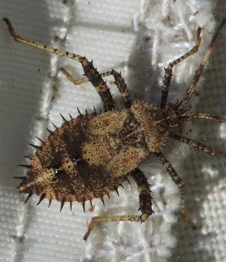 Lexington Alive - True Bugs