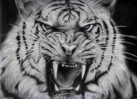 Gambar Arang Harimau Yang Keren Wallpaper