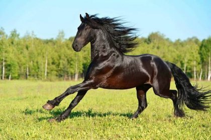 Black Frieasian kůň běží cval na svobodě