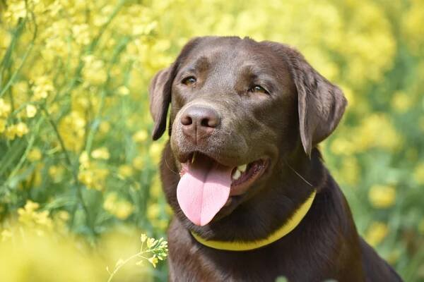 Naše feny – CHOCOLATÉ SOULMATE – chovatelská stanice, labrador, retriever