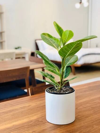 FICUS ALTISSIMA/ AUDREY