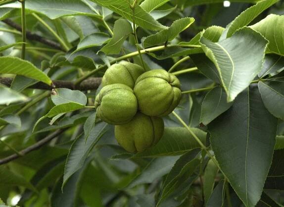 Carya ovata