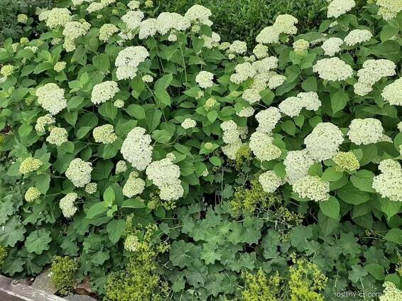 Hortenzie stromkovitá Annabelle (Hydrangea arborescens)