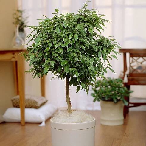Benjamina Ficus