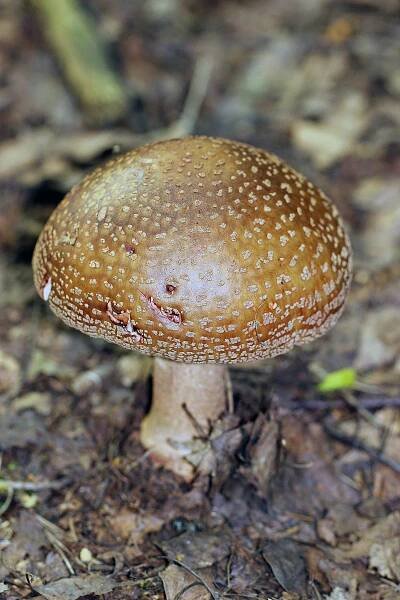 Obrázek - Amanita rubescens (muchomůrka růžovka) | BioLib.cz