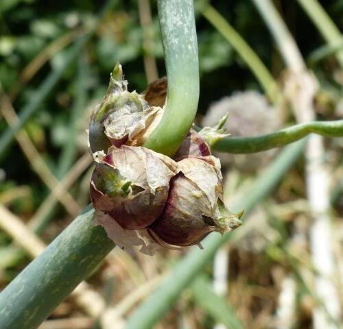 Allium ascalonicum L. - Portale della Flora d'Italia / Portal to the Flora of Italy