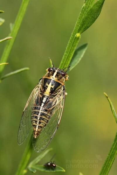 Polokřídlí | Fotogalerie | LivingNaturePhoto.com