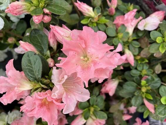 Azalka japonská 'Bloom Champion Salmon' - Azalea japonica 'Bloom Champion Salmon'