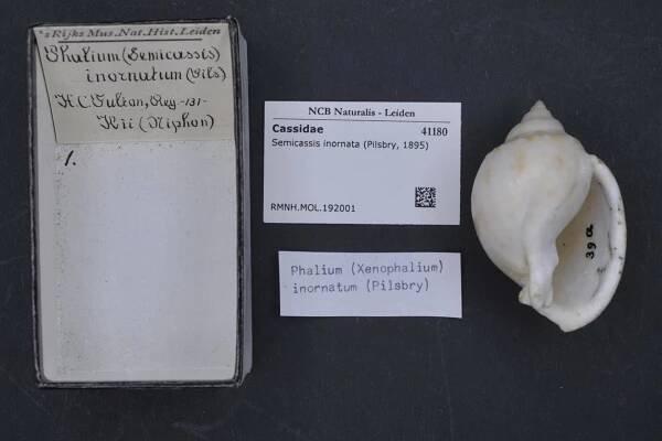 Semicassis inornata