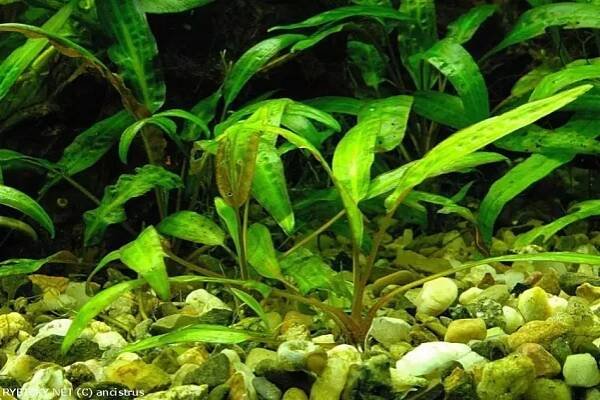Cryptocoryne affinis - kryptokoryna červená