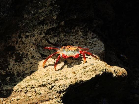 upravený krab