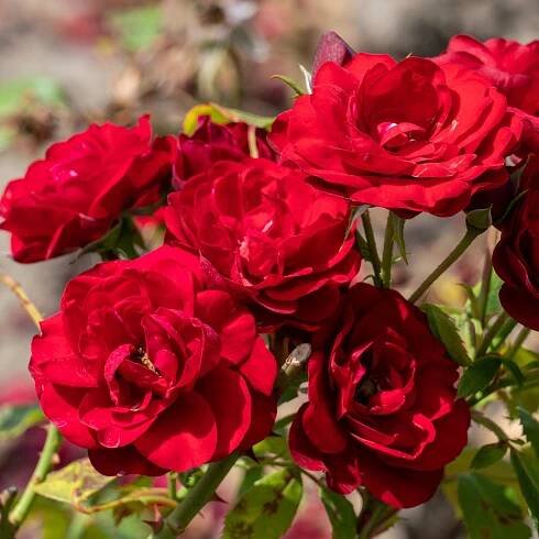 Krycí růže RED FAIRY červená Na záhonech Hojně kvete Sazenice C2 Výrobce ostatní
