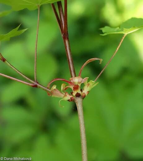 Acer platanoides – javor mléč, mléč • Pladias: Databáze české flóry a vegetace