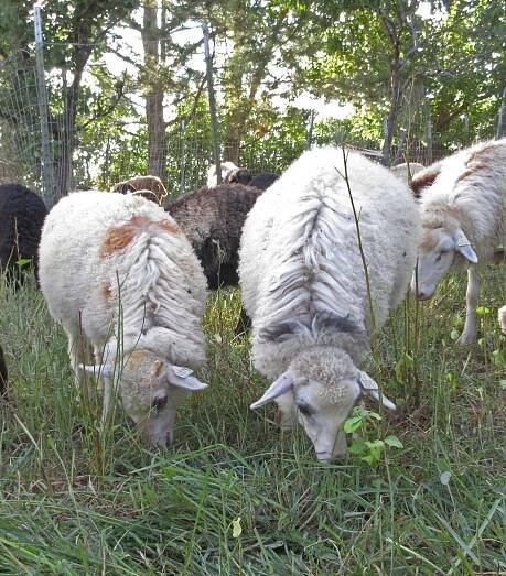 Navajo-Churro Sheep and Lambs Available in 2025 – Arriola Sunshine Farm