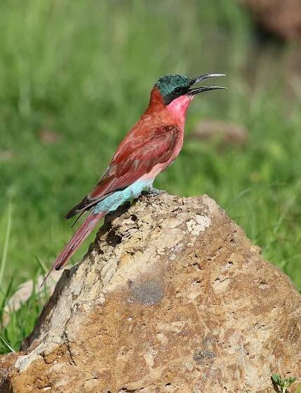 bezplatná Živý vlha karmínová (Merops nubicoides) na skále v národním parku Chobe. Základová fotografie