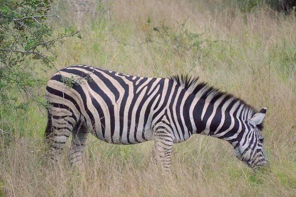 Parc Kruger – ClaudeVoyage