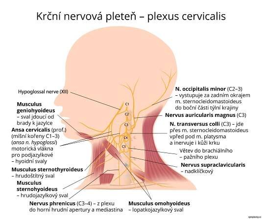 Krční páteř - příznaky a léčba