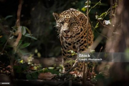 Americký jaguár v přírodním prostředí brazilské džungle - Bez autorských poplatků Jaguár americký Stock fotka