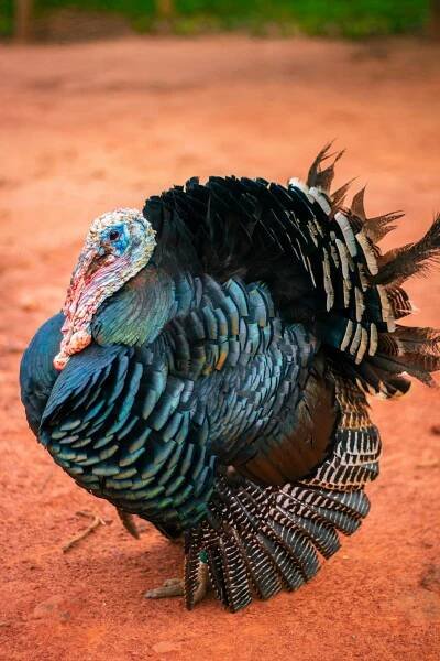 Základová fotografie na téma detail, díkůvzdání, díkůvzdání krocana, divočina, divoký krocan, divoký zemní pták, drůbež