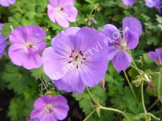 Kakost 'Rozanne' - Geranium 'Rozanne'