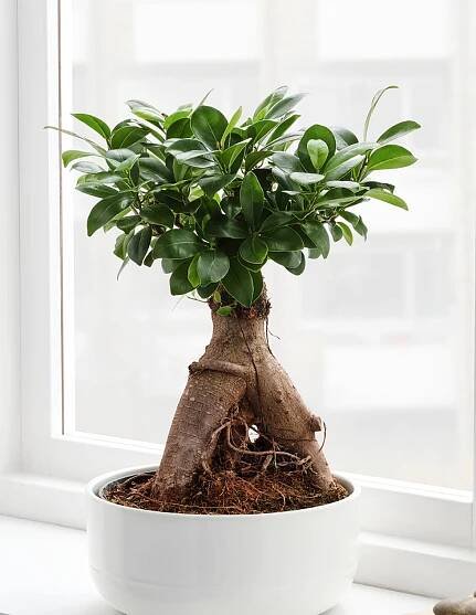 Ficus Microcarpa 'Ginseng' - Plant World London