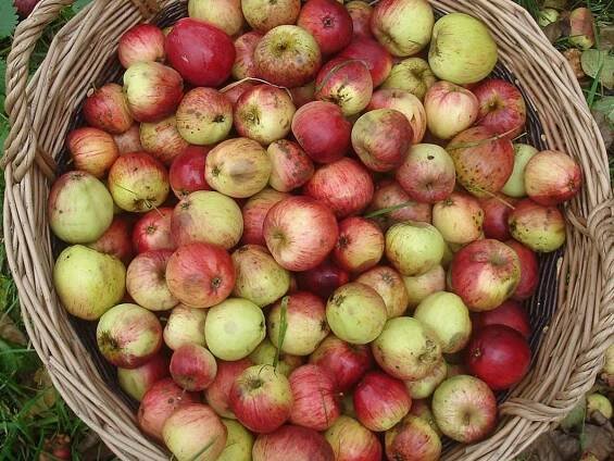 Apple Day 2015: 10 best British bottled cider
