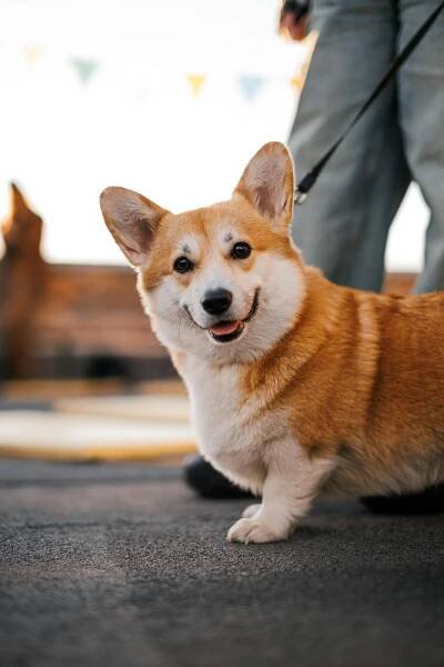bezplatná Rozkošný corgi pes na vodítku si užívá procházku venku během dne. Základová fotografie