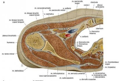 Svaly horní končetiny, musculi membri superioris, jejich inervace z plexus brachialis (přehled) a jejich arterie a vény