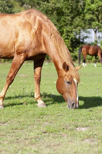 Bauer streichelt Pferd auf Koppel am Bauernhof
