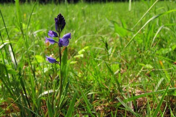 Vítod obecný (Polygala vulgaris)