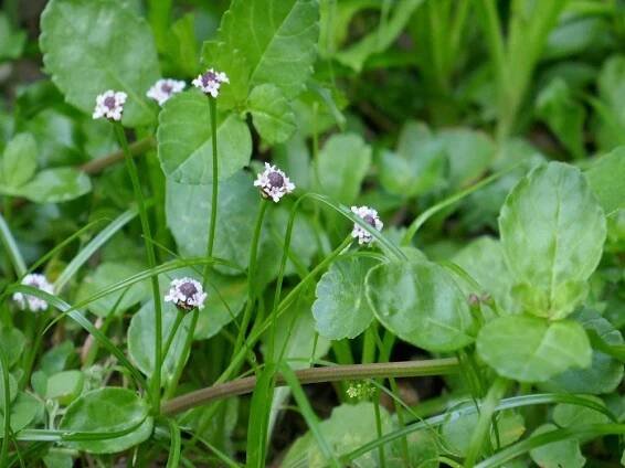 Weeds You Want - Sharons Florida