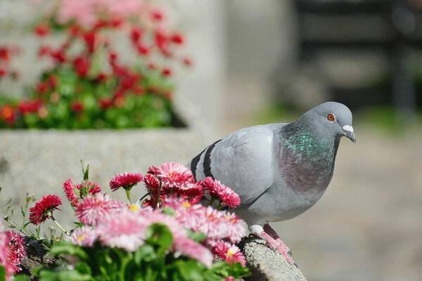 50 000+ nejlepších fotografií na téma Stanoviště Holubů · 100% bezplatné stažení · Základové fotografie Pexels