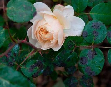 Jak stříkat růže na jaře a na podzim od chorob a škůdců?