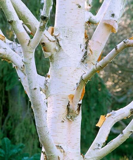Betula utilis Grayswood Ghost Silver Birch