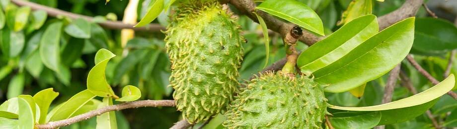 ANONA GRAVIOLA | Herbář peruánských bylin a rostlin z And a Amazonie