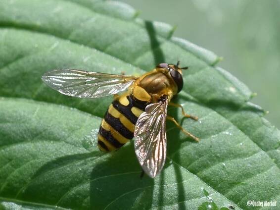 Syrphus ribesii - pestřenka rybízová | Syrphidae - pestřenkovití | Natura Bohemica