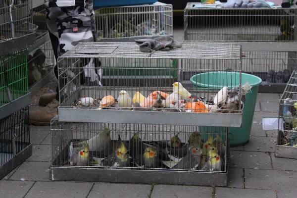 VIDEO: Chovatelská burza opět přilákala na kroměřížské výstaviště davy lidí
